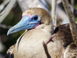 (Eastern Pacific) Red-footed Booby (Sula sula websteri)